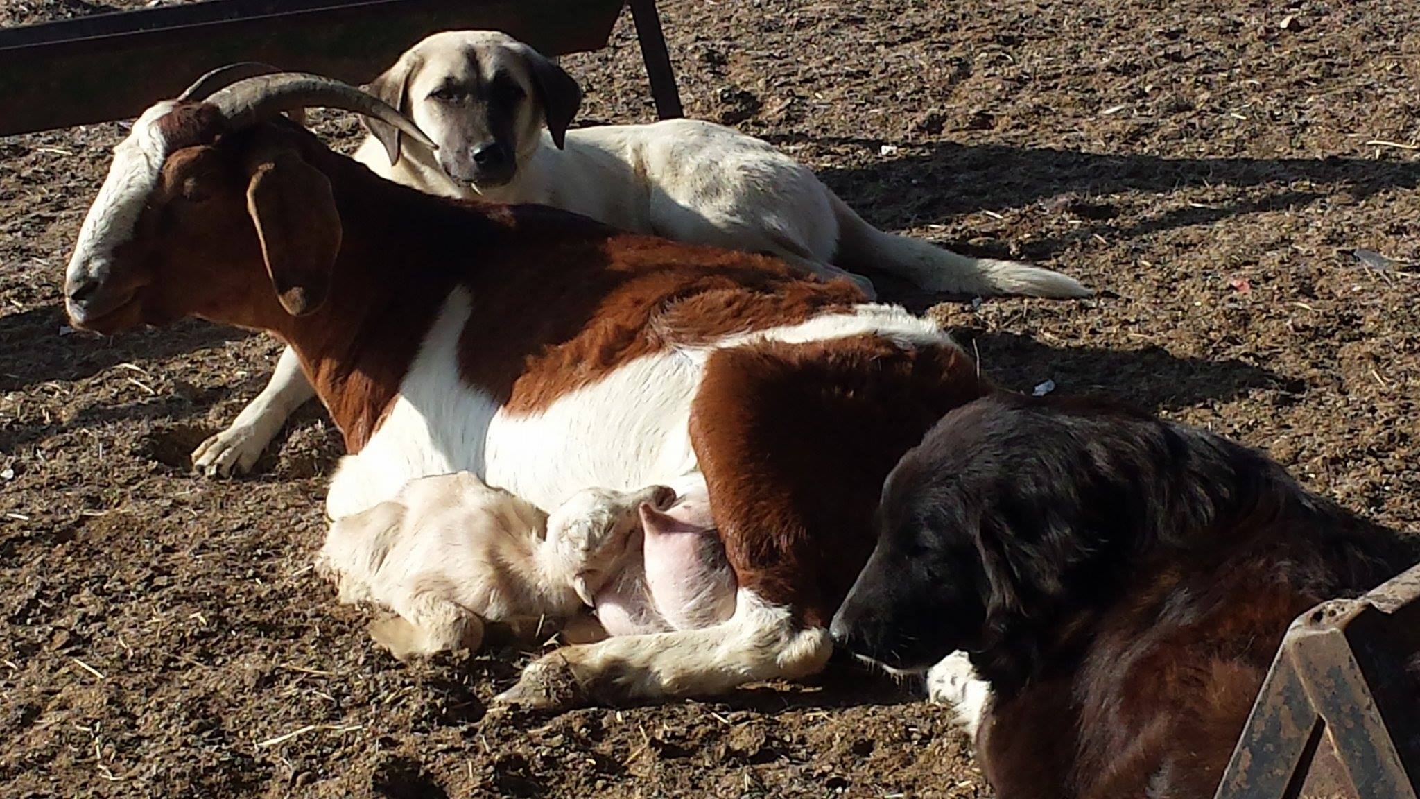 WW Livestock Guard Dogs and Boer Goats Connie and Jimmy Prairie Lea